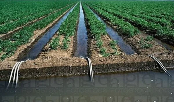 Canal irrigation refers to the transportation of water over long distances using a network of artificial canals for crop irrigation and other agricultural purposes. canal irrigation