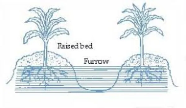 Furrow irrigation is a common irrigation method that has been used for thousands of years. images 2