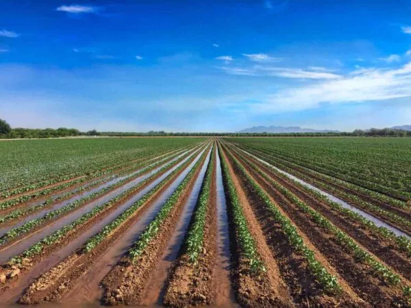 Furrow irrigation is a common irrigation method that has been used for thousands of years. irrigated cotton field 637640386 b015e076653f46829deeb4e894303e71